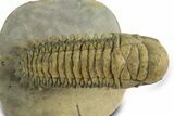 Flying Crotalocephalina Trilobite - Exposed Hypostome #359231-3